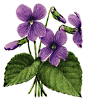 violets.gif